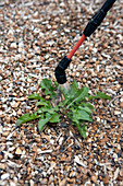 Using weed sprayer on dandelion leaves