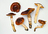 Orange web cap mushroom (Cortinarius mucosus)