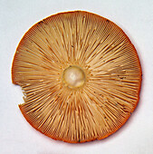 Underside of fly agaric mushroom (Amanita muscaria)