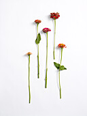 Red and orange Zinnia sp. flowers for flower arranging