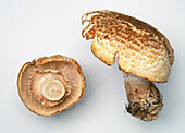 Underside of the prince mushroom (Agaricus augustus)