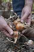 Harvesting onion (Allium cepa)
