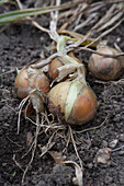 Harvesting onion (Allium cepa)