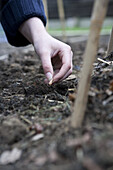 Sowing runner bean seeds in vegetable garden