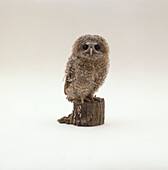 Tawny owl chick perched on log