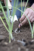 Planting onion (Allium cepa) bulb