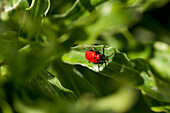 Scarlet lily beetle on leaf