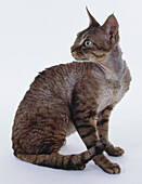 Brown tabby Devon Rex cat