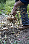 Bunch of harvested onions (Allium sp.)