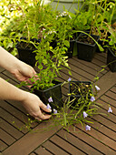 Removing plants from pots to arrange in garden