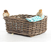 Pekin chicks perching on edge of wicker basket