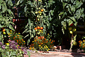 Tomato (Solanum lycopersicum) and tagetes