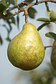Pear (Pyrus communis 'Le Lectier')
