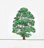 Manna ash (Fraxinus ornus) tree, illustration