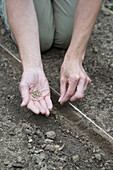 Sowing Florence fennel 'Victoria' seeds by hand