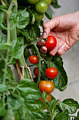 Picking ripe cherry tomato from plant