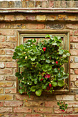 Strawberries growing on a picture frame planter