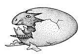 Maiasaura emerging from an egg, illustration