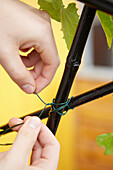 Tying two canes of an abstract trellis with wire
