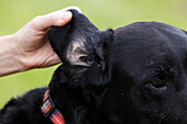 Owner checking Labrador's ears