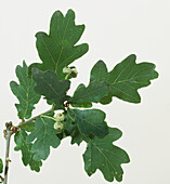 Oak (Quercus sp.) leaves and acorns on twig