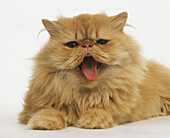 Red self longhair cat facing forward
