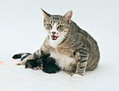 Female cat panting while giving birth to a kitten