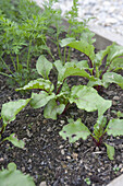 Beetroot (Beta vulgaris) growing in vegetable bed