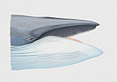 Head of sei whale with mouth open, illustration
