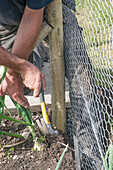 Erecting wire mesh rabbit-proof fence on allotment