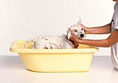Dog in plastic bath with lather all over its body