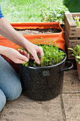 Thinning carrot seedlings in a black pot on a patio