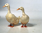 Two white ducks standing