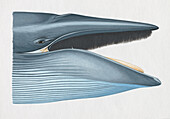 Head of blue whale with mouth open, illustration