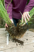 Dividing the soil of an unpotted grass plant in two