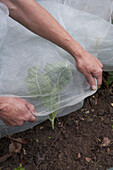 Covering garden crop with insect protection netting