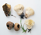 Meadow puffball (Vascellum pratense)