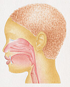 Boy's profile outlining the adenoids, illustration