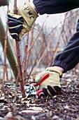 Person pruning an autumn raspberry bush to the ground