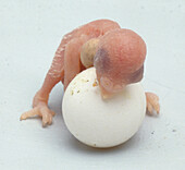 Newly hatched chick props its head on an unhatched egg