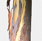 Peeling bark of cider gum (Eucalyptus gunnii)