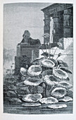 Lotus water plant growing in Egypt, illustration