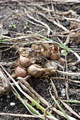 Ready to harvest banana shallots