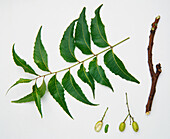 Leaves, bark and fruit from Neem Tree (Melia azadirachta)
