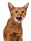 Sorrel Abyssinian cat's head with mouth open