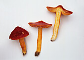 Side view of crimson wax-cap mushroom (Hygrocybe punicea)