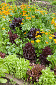Companion planting with marigolds and lettuce salad crop