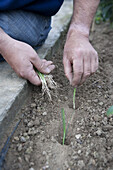 Planting individual onion seedlings into garden