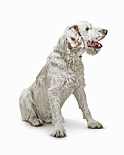 Istrian Rough-coated hound