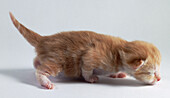 Four week old ginger kitten sniffing the floor